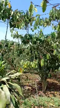 Đất nền Lộc Phú, Bảo Lâm 3600m² giá 350 triệu - Pháp lý rõ ràng