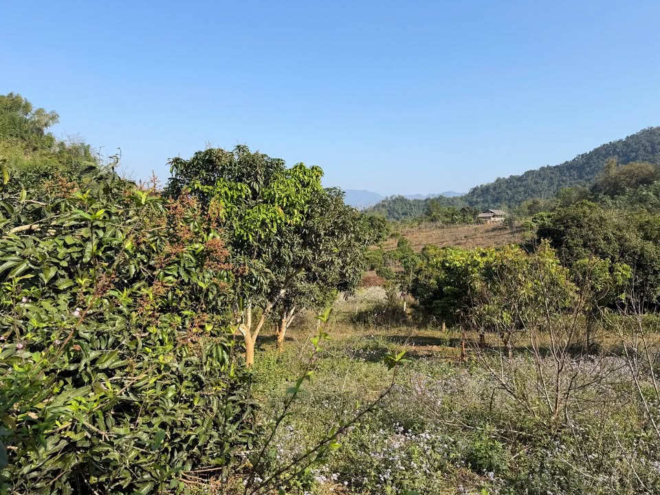 Bán Gấp Farm 11.000m² view thảo nguyên Mộc Châu - Chỉ 900 triệu