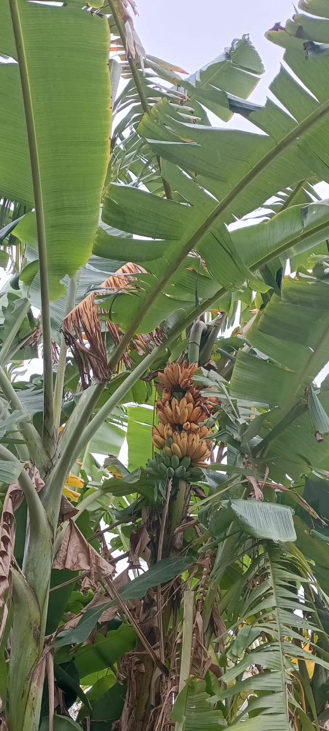 Đất nền Dục Quang LK1, Bắc Ninh 100m² - Sẵn Sàng Đầu Tư Sinh Lời!