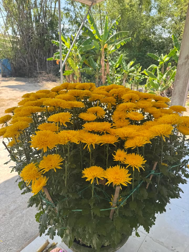 Nhà riêng Phường Quang Trung 35m² giá 750 triệu - Chính chủ bán!