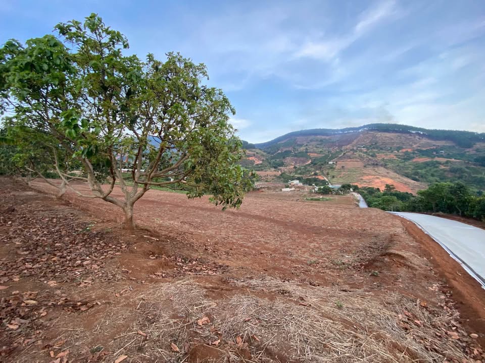 Đất Nền 979m² View Đỉnh Lâm Hà - Sổ Đỏ Sẵn Sàng