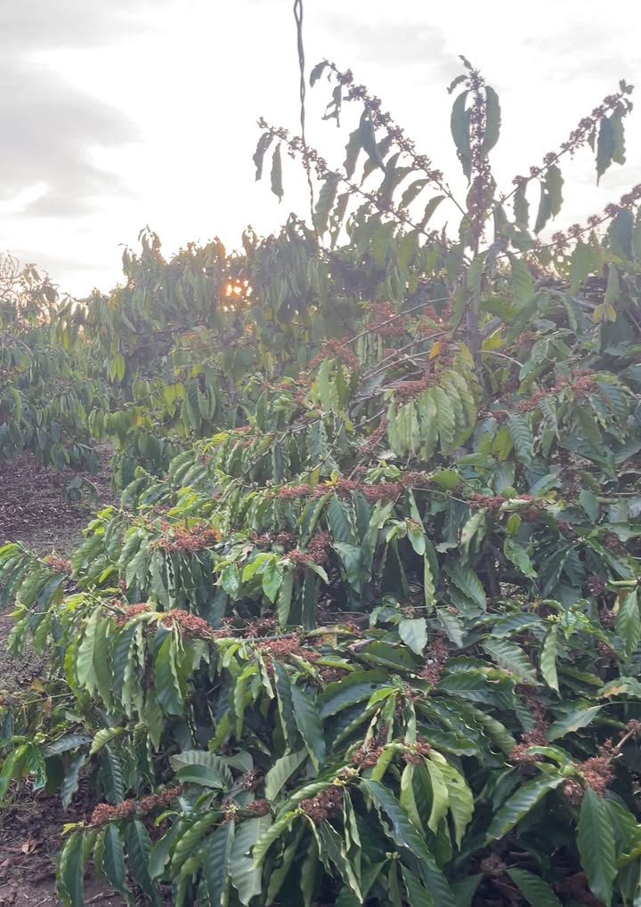 Bán gấp 2520m² đất rẫy cà phê Chư Sê - Sẵn sàng thu hoạch, giá đầu tư 1.6 tỷ