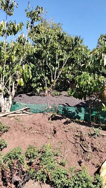 Đất Vườn 1.2ha Xã Đinh Trang Hòa, Di Linh - Sổ Đỏ Rõ Ràng, Giá Đầu Tư 3.5 Tỷ