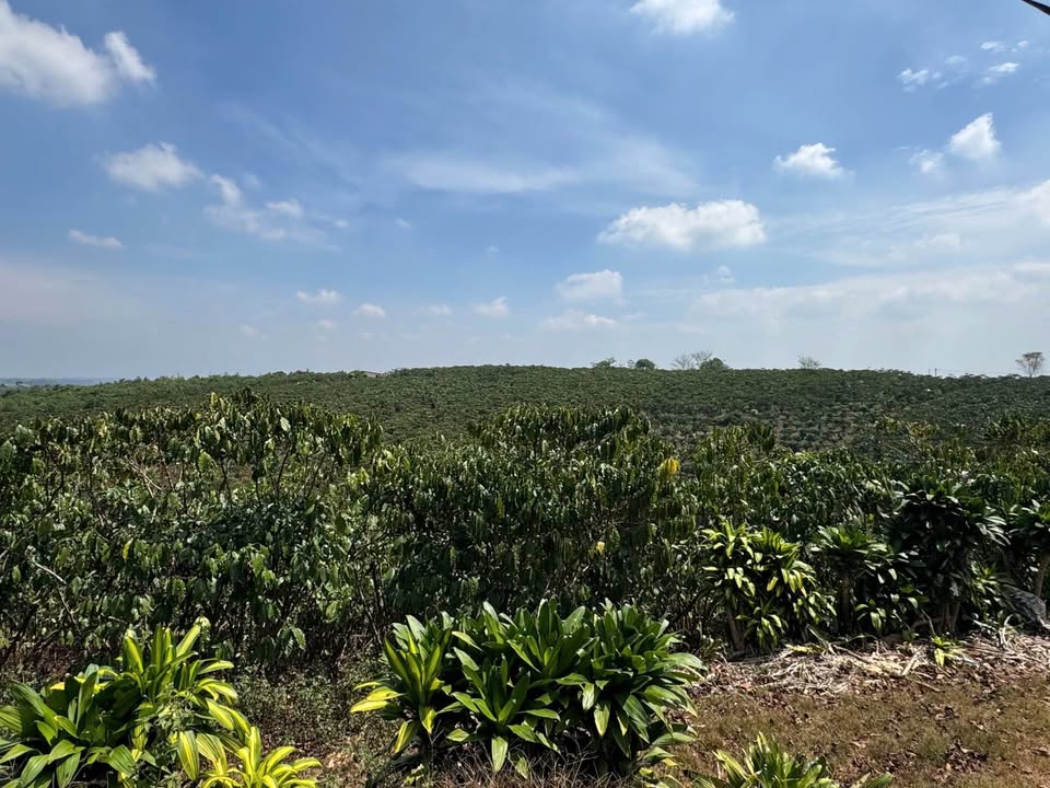 Đất Nền Lộc Quảng, Bảo Lâm 6000m² - Sổ Đỏ Chính Chủ, Thu Hoạch Ngay!