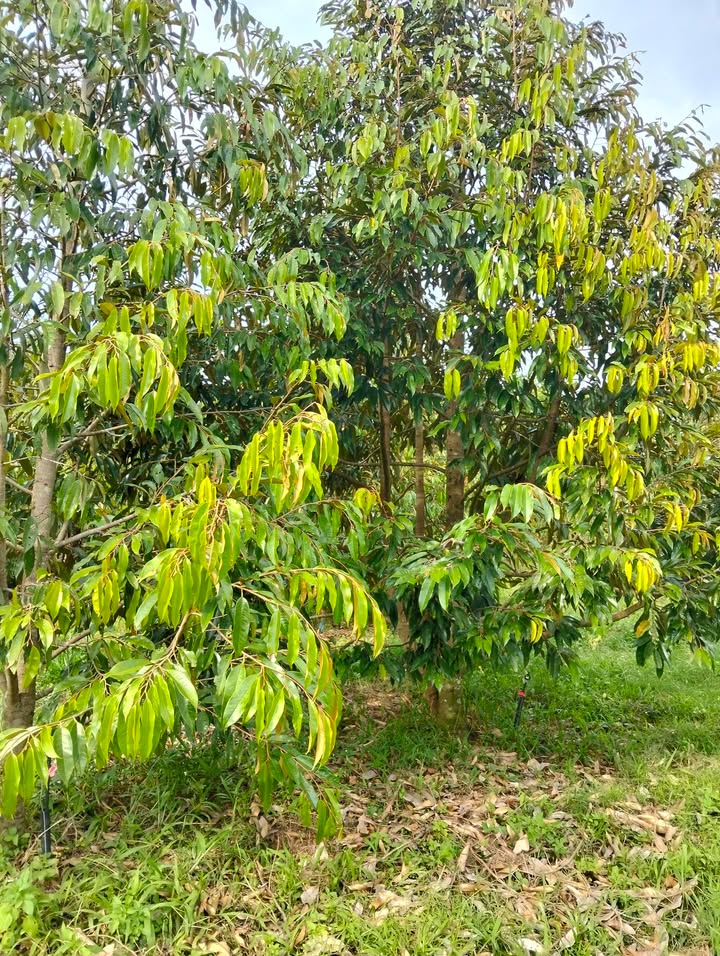 Đất nền Tân Lâm Di Linh 1.5ha giá 5.55 tỷ - Tiềm năng tăng giá vượt trội!