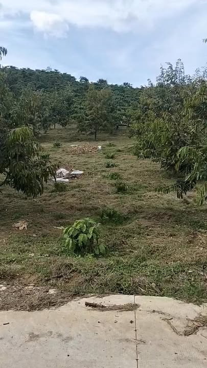 Bán Đất Vườn 2268m² Xã Tân Lâm, Di Linh - Mặt Tiền 60m, Sầu Riêng Trồng Sẵn