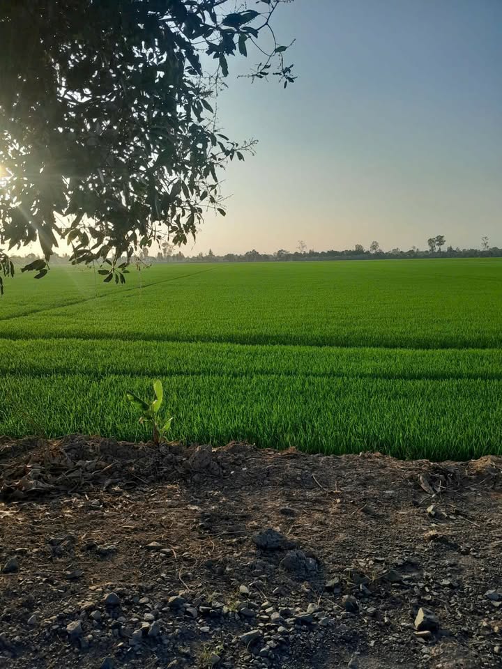 Đất Nông Nghiệp Vĩnh Nhuận Châu Thành AG 28000m² - Tiềm Năng Tăng Giá!