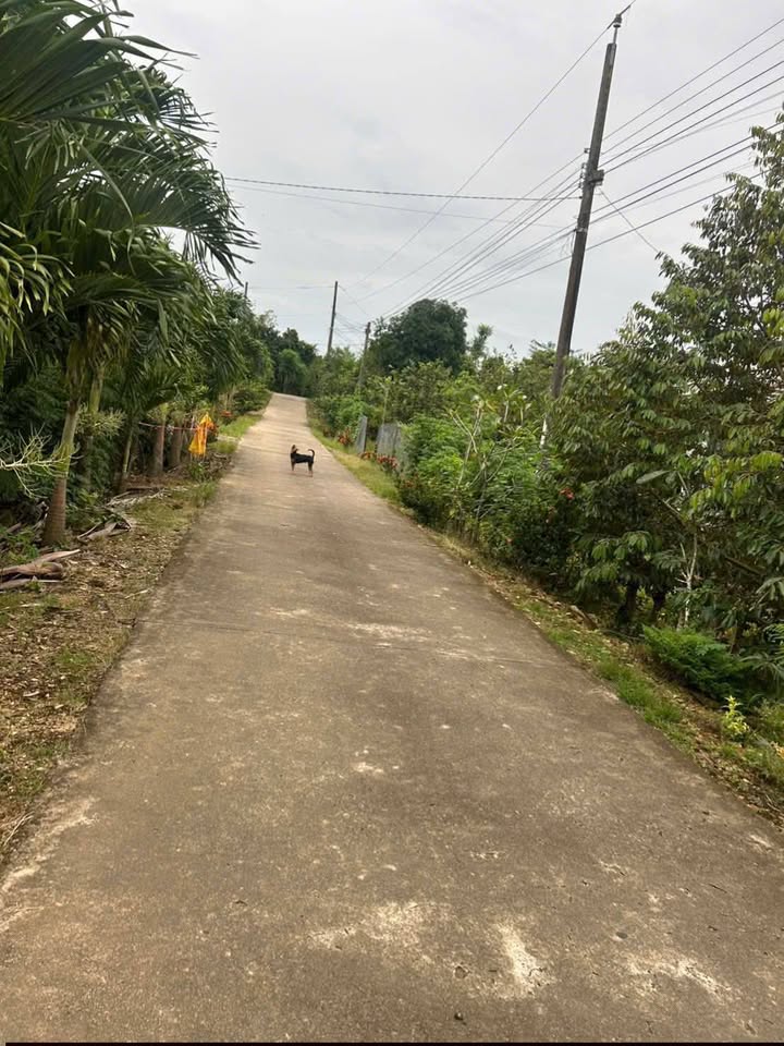 Bán Gấp 1.9 Sào Đất Vườn Sầu Riêng Tại Tân Phú, Đồng Nai - Giá 999 Triệu