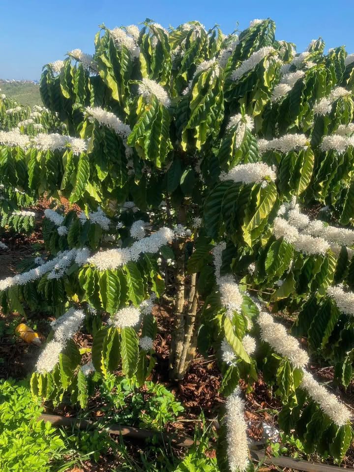 Đất Nền Xã Gào Pleiku 12.7ha - Tiềm năng tăng giá vượt trội!