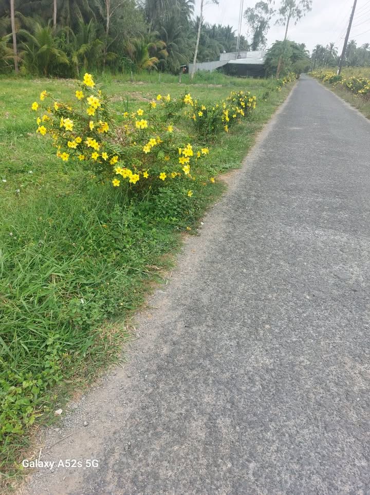 Đất nền Mang Thít 116.4m² giá 390 triệu - Sổ đỏ chính chủ