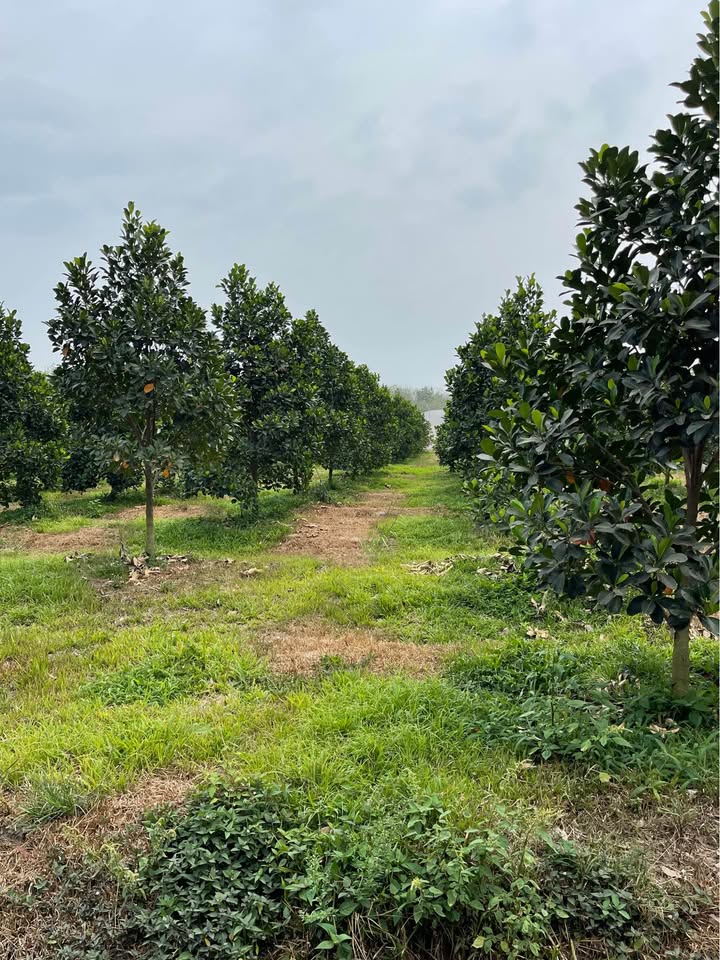 Đất vườn Hóc Môn 1117m² - Sổ đỏ chính chủ, giá đầu tư tốt!