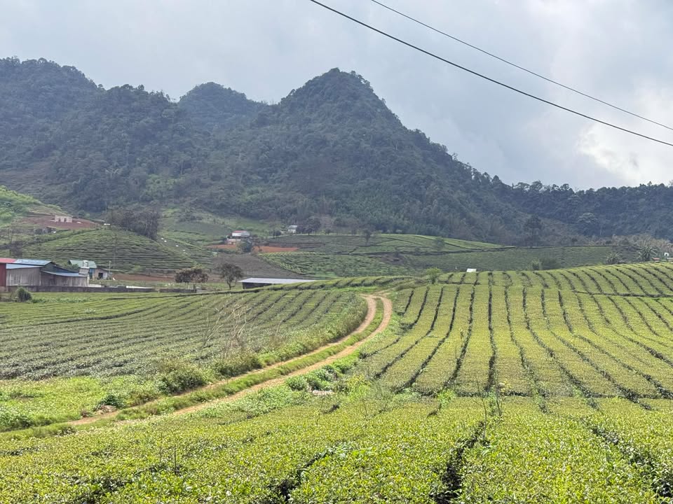 Bán Đất Mộc Châu 360m² - Sổ Đỏ Riêng, Gần Chợ, Trường Học