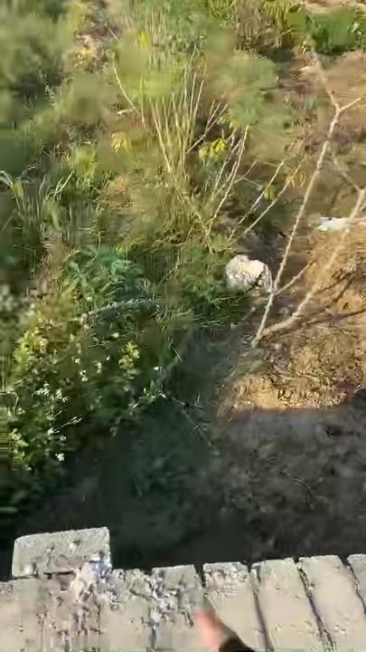 Bán đất vườn 10.000m² Thạch Thất, Hà Nội - Sổ đỏ sẵn sàng, giá chỉ từ 500 triệu/sào