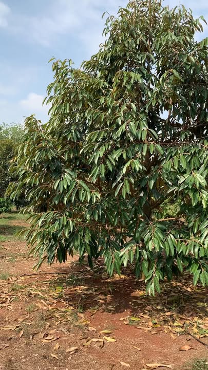 Bán 8ha Đất Vườn Đồng Phú Bình Phước - 1200m Mặt Tiền - Giá Đầu Tư