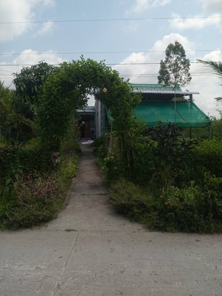 Bán Gấp Đất Ruộng 7000m² Xã Khánh Hội, Cà Mau - Sẵn Sàng Kinh Doanh Nông Nghiệp