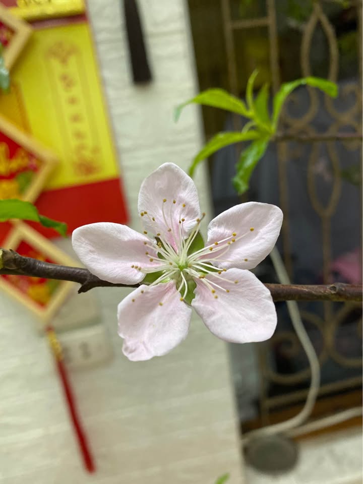 Bán Nhà Mặt Tiền Hàm Nghi, Thanh Hóa - Tặng Kèm Nhà, 115m², Đối Diện Công Viên