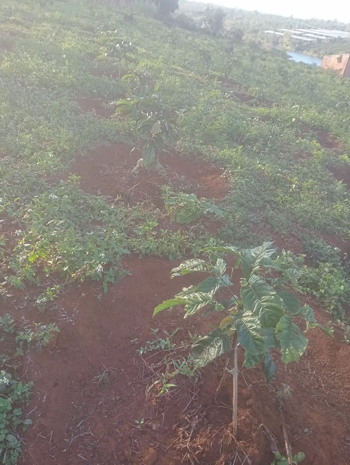 Bán Gấp 9 Sào Đất Đỏ Bazan Đắk Lắk - Vườn Cà Phê Sẵn Sàng Thu Hoạch