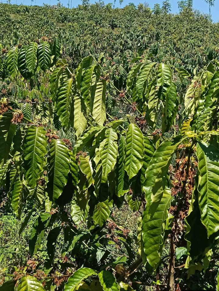 Bán Đất Farm 10000m² Đắk Lắk - Trồng Cà Phê & Sầu Riêng - Giá 1.8 Tỷ