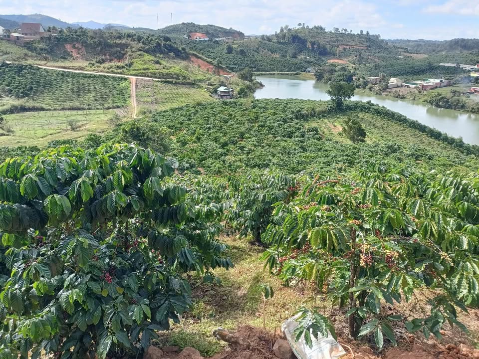 Bán Đất Tuy Đức Đắk Nông 1.3ha Giá 3.1 Tỷ - Sổ Đỏ Chính Chủ