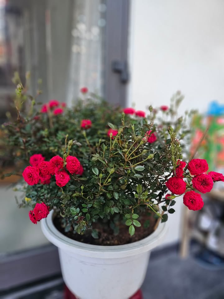 Nhà Mặt Tiền Kinh Doanh 150m² Ngũ Hành Sơn - Giá 5 Tỷ