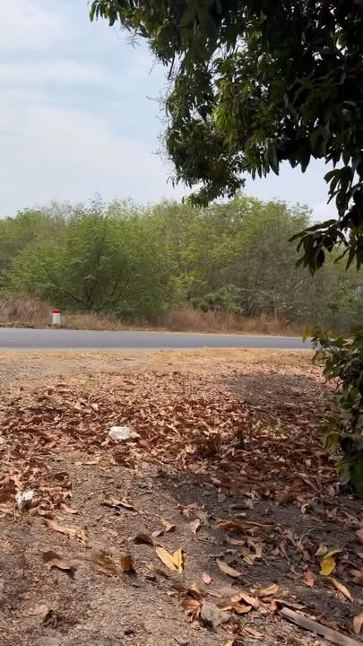 Đất nền Tây Ninh 2 mẫu mặt tiền DT 783 - Sổ đỏ chính chủ!