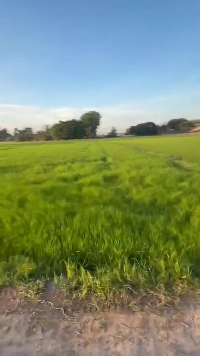 Đất Vườn 7000m² Nguyễn Thị Luá, Bến Cầu - Sổ Đỏ, Giá 3 Tỷ