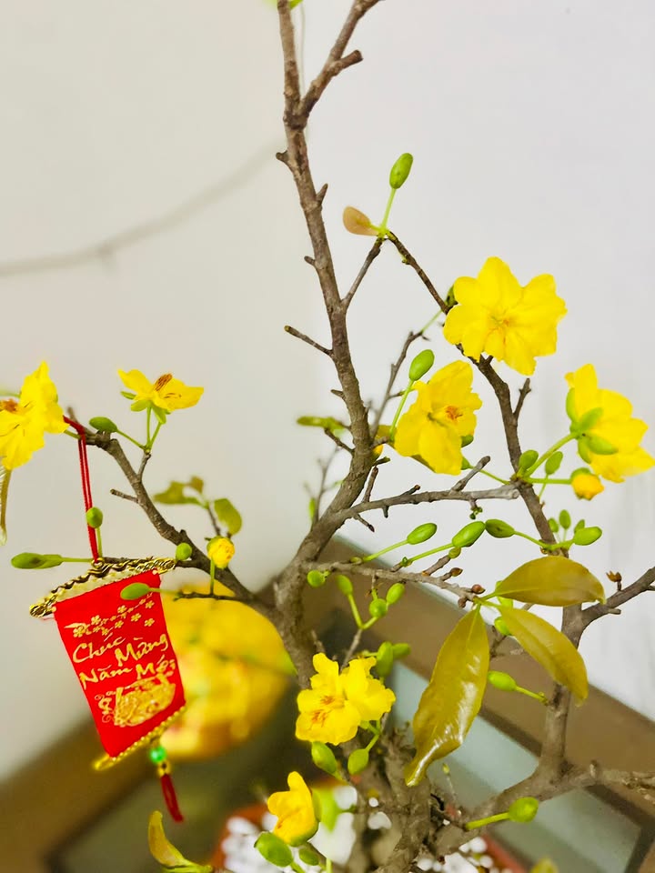 Đất nền Tân Mộc, Lục Ngạn 800m² - Sổ đỏ chính chủ, tiềm năng sinh lời!