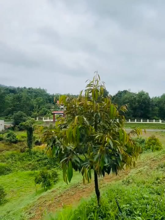 Đất Vườn Đạ Huoai - 5300m² Mặt Tiền 20m - Sẵn Sổ Hồng