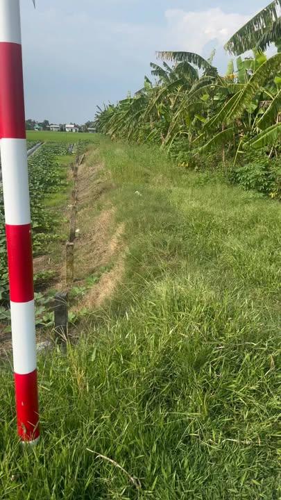 Đất 360m² Sổ Hồng Thổ Cư, Mặt Tiền Đường Nhựa 833 Tân Trụ - Giá 1.9 Tỷ