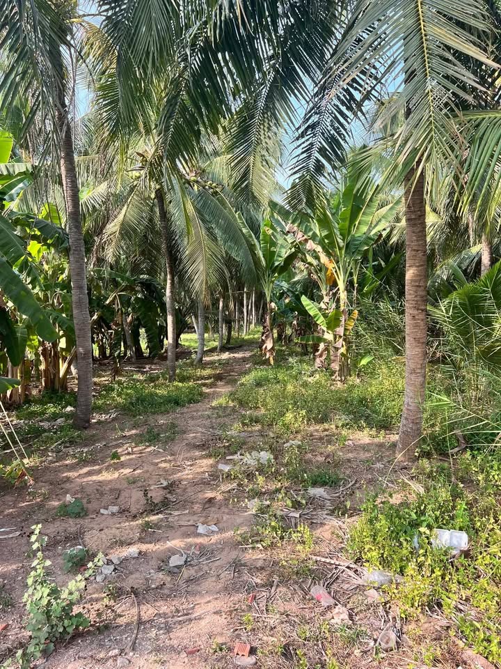 Đất nền Quốc lộ 57B Bình Đại 656m² - Đất thổ cư 100%!