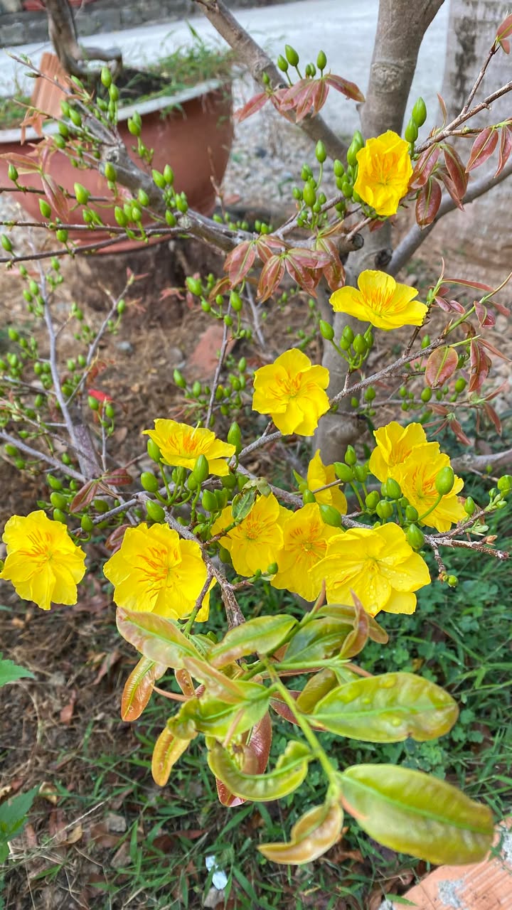 Đất nền Đức Trọng 184m² - Sổ đỏ chính chủ, Tiềm năng tăng giá!