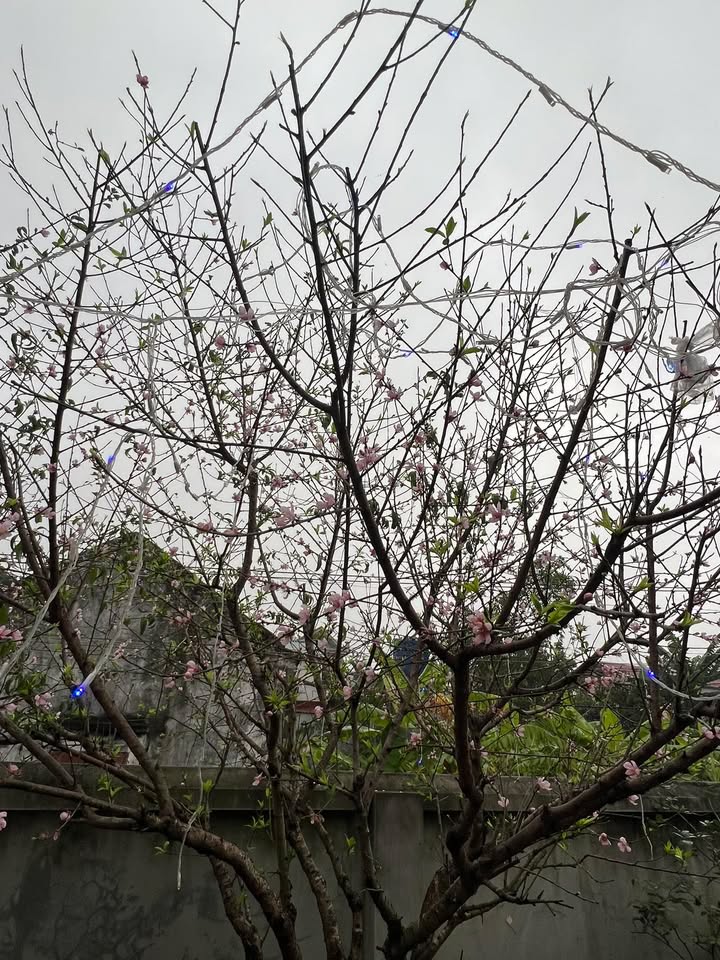 Đất Nền Hồng Khê, Bình Giang 100m² - Đường To Ô Tô, Sổ Đỏ Chính Chủ!