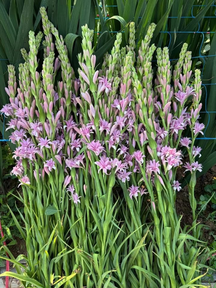 Nhà riêng Bình Tân 40m² giá 6 triệu - Ô tô vào tận nhà!