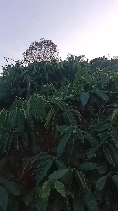 Đất Nền Nâm Nung Lâm Đồng 1.5ha – Tiềm Năng Tăng Giá Vượt Trội