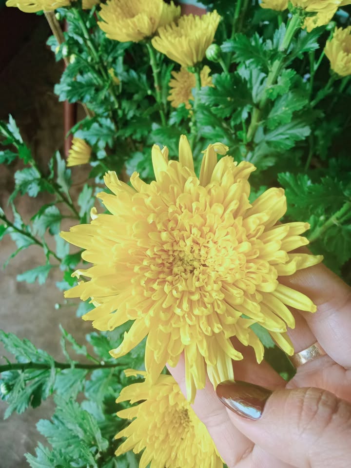 Đất nền Pleiku 769m² view hồ - Tiềm năng tăng giá!