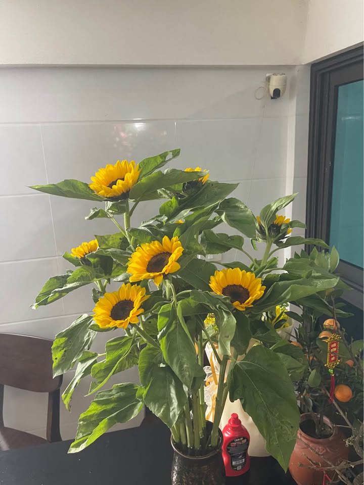 Bán Đất Đường Nguyễn Du, TP Hà Tĩnh - 134m² Hướng Tây Bắc - Giá 3.x Tỷ