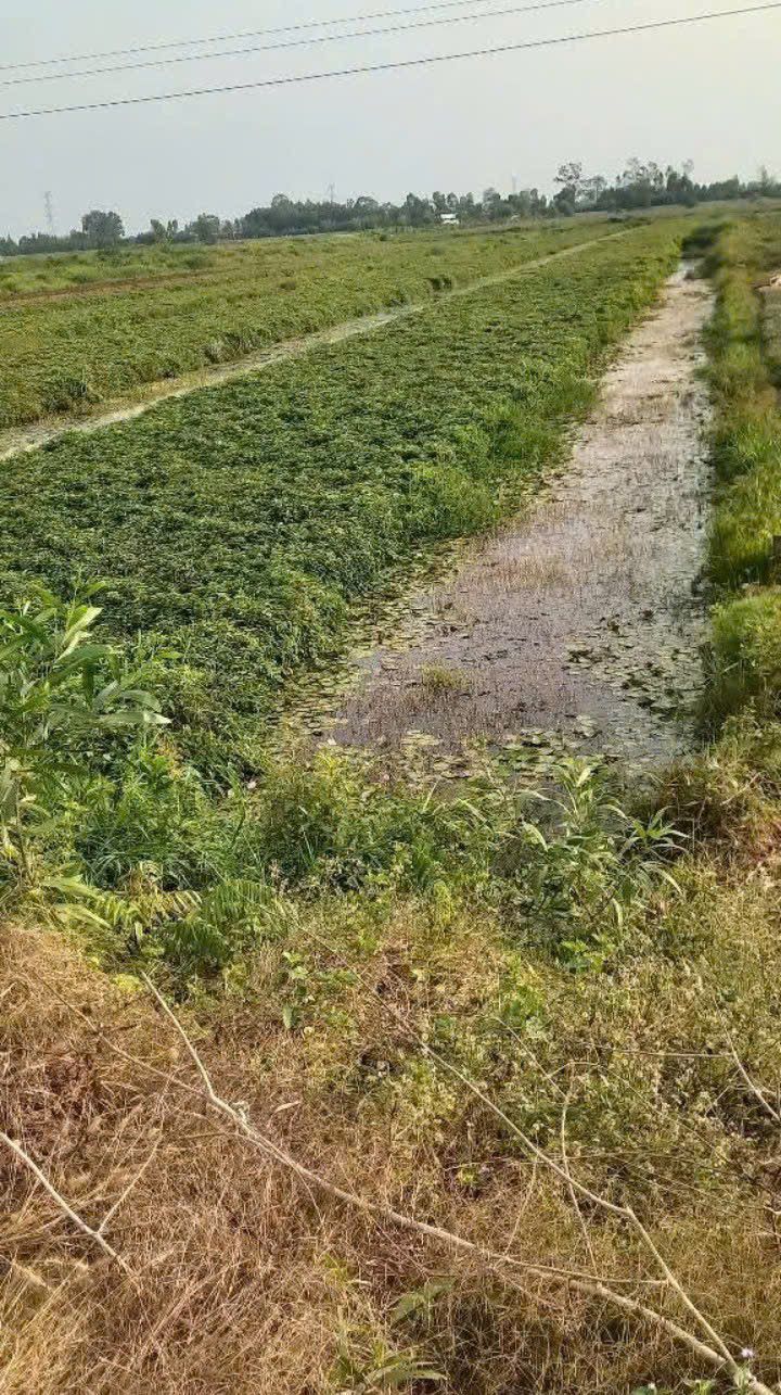 Bán đất vườn Tân Phước Tiền Giang 16.000m² - Giá đầu tư tốt