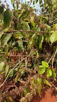 Đất nền Đắk Nông 2880m² - Giá tốt hiếm có chỉ 600 triệu!