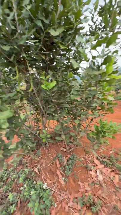 Đất vườn Tuy Đức 2ha giá 2.7 tỷ - Nghỉ dưỡng lý tưởng!