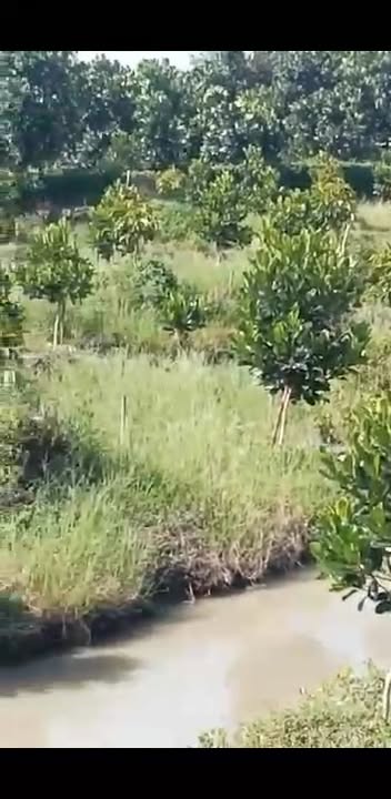 Đất vườn Vĩnh Lộc A Bình Chánh 7500m² - 2.85 tỷ Nghỉ dưỡng lý tưởng