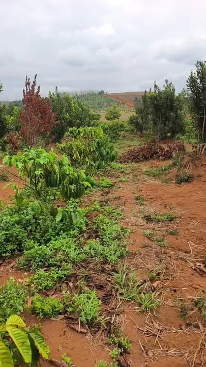 Đất nền Bu Boong, Tuy Đức 2ha - Tiềm năng tăng giá vượt trội!