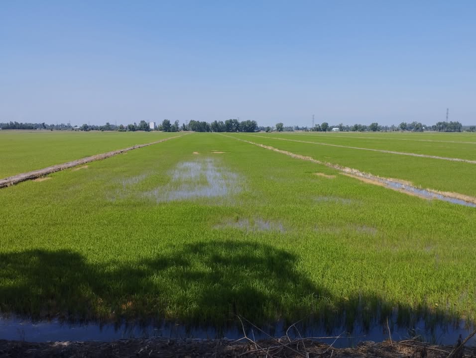 Đất Vườn Tiền Giang 22.000m² - Mặt Tiền Nhựa, Sẵn Sàng Đầu Tư