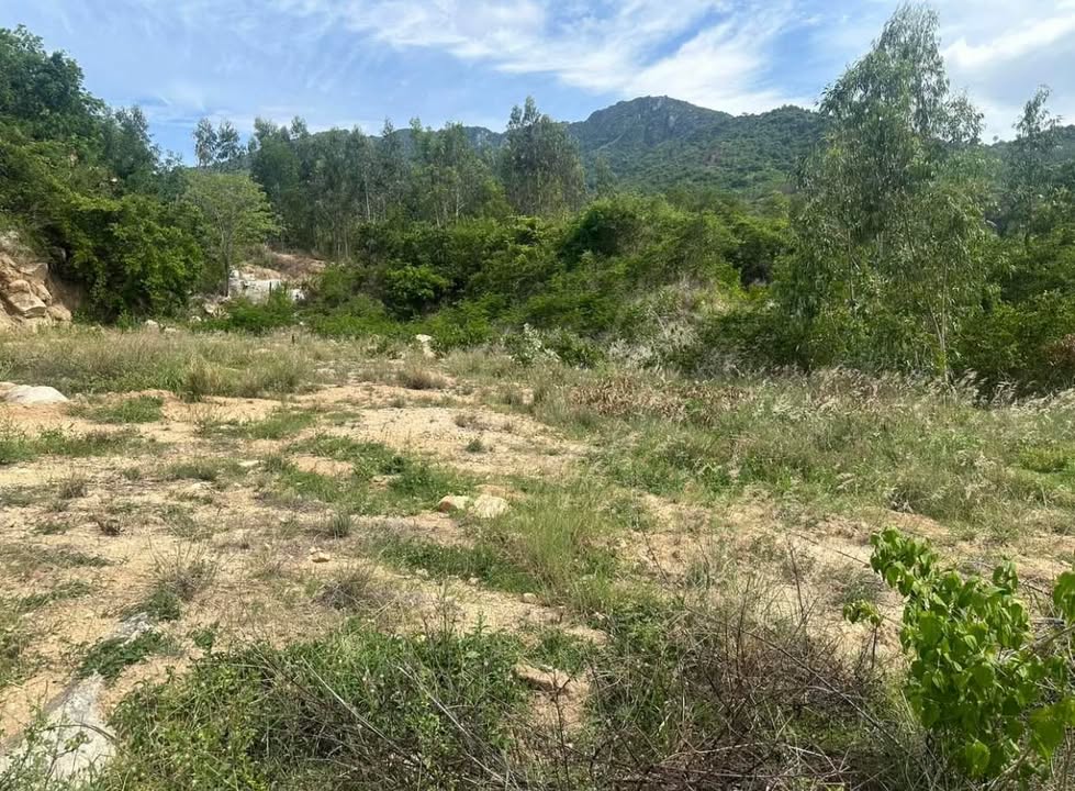 Đất rừng sản xuất Cam An Nam 2.3ha – Sổ hồng, đầu tư sinh lời!