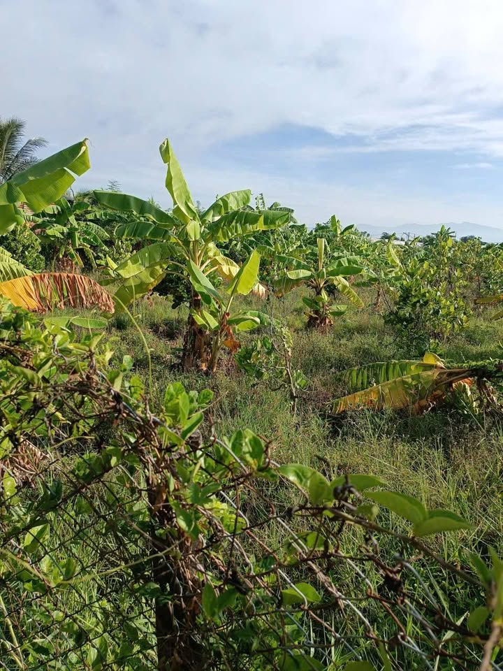 Đất vườn Xã Ninh Phước 1700m² - Sổ đỏ chính chủ, tiềm năng sinh lời!