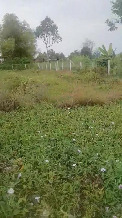 Đất vườn 503m² sổ đỏ tại Mỹ Lộc, Cần Giuộc - Giá 1.2 tỷ