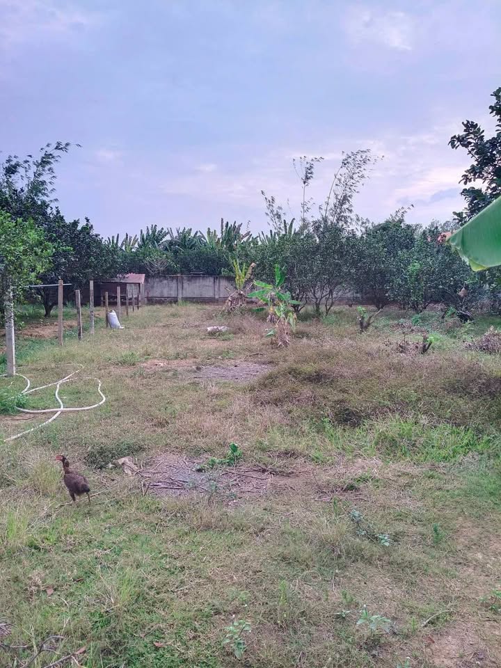 Đất Tân Bình Vĩnh Cửu 1.100m² 5,5 tỷ - Sổ đỏ chính chủ