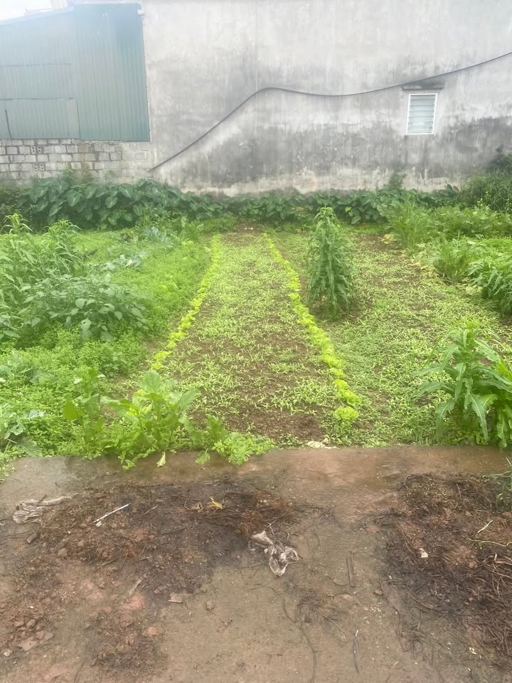 Đất nền Thanh Sơn Kim Bảng 60m² giá 1.7 tỷ - Sổ đỏ chính chủ!