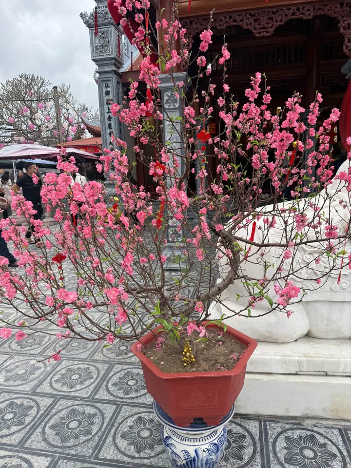 Bán Đất Vàng 68m² Nguyễn Công Trứ, Hoa Lư - Hướng Đông, Sổ Đỏ Chính Chủ