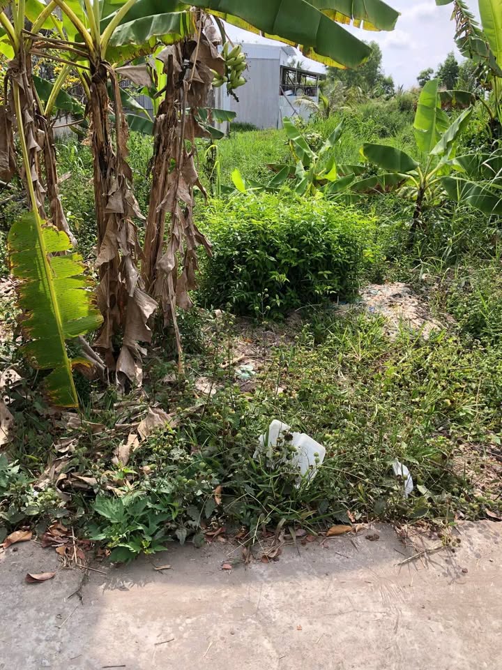 Đất nền Bạc Liêu 50m² - Sổ hồng sẵn, ô tô vào tận nơi!