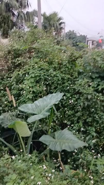 Đất nền Long Sơn, Thái Hoà 315m² - Đầu tư sinh lời hấp dẫn!